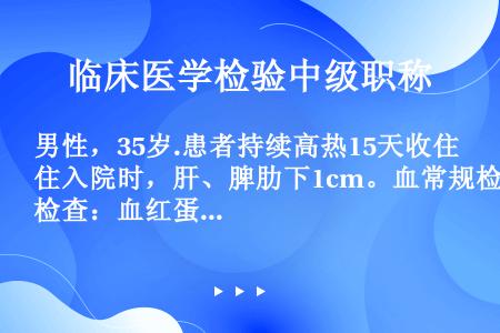 男性，35岁.患者持续高热15天收住入院时，肝、脾肋下1cm。血常规检查：血红蛋白量95g/L，白细...