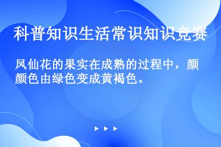 凤仙花的果实在成熟的过程中，颜色由绿色变成黄褐色。