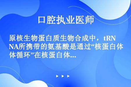 原核生物蛋白质生物合成中，tRNA所携带的氨基酸是通过“核蛋白体循环”在核蛋白体上缩合成肽，以完成翻...