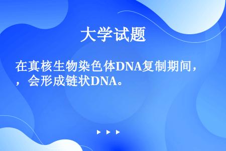 在真核生物染色体DNA复制期间，会形成链状DNA。