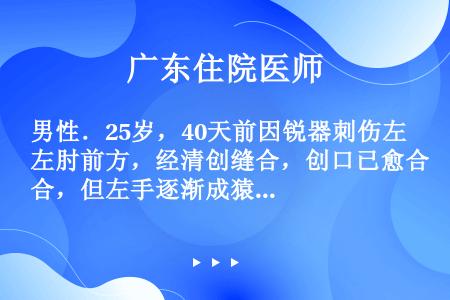 男性．25岁，40天前因锐器刺伤左肘前方，经清创缝合，创口已愈合，但左手逐渐成猿手畸形，不能握笔写字...